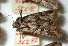 Lasionycta proxima