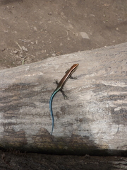 Copeoglossum