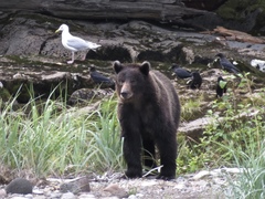 Ursus arctos sitkensis