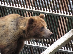Ursus arctos sitkensis