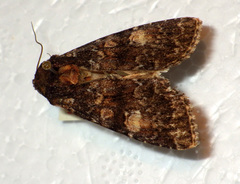 Apamea rubrirena