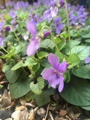 Viola riviniana