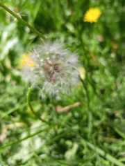 Taraxacum officinale