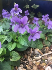 Viola riviniana