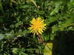 Taraxacum officinale