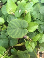 Viola riviniana