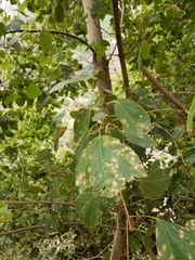 Acer obtusifolium