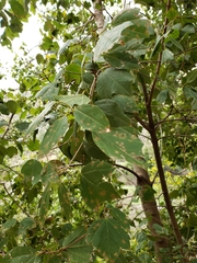 Acer obtusifolium