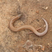 Dumeril's Wedge-snouted Skink - Photo (c) G. VIGO, some rights reserved (CC BY-NC), uploaded by G. VIGO