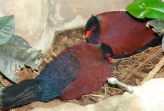 Pheasant Pigeon photo 4