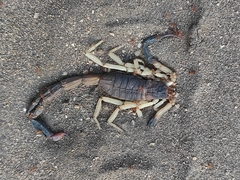 Centruroides fulvipes