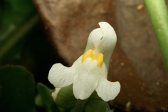 Linaria reflexa
