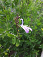 Chorisochora transvaalensis