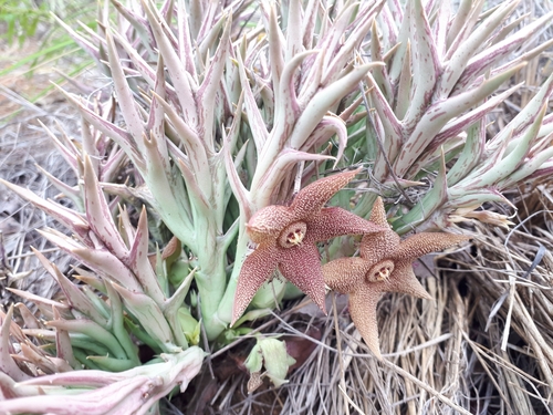 Ceropegia tapscottii