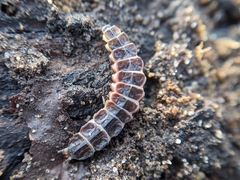 Phosphaenus hemipterus