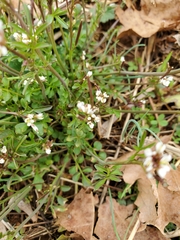 Cardamine parviflora