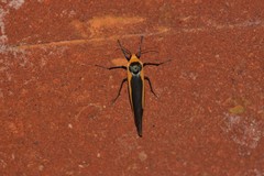 Monosyntaxis affinis