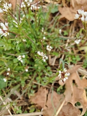 Cardamine parviflora