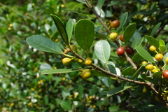 Ficus natalensis