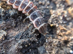 Phosphaenus hemipterus