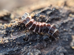 Phosphaenus hemipterus