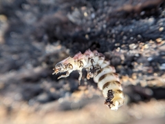 Phosphaenus hemipterus