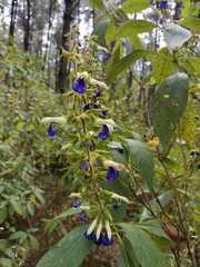 Salvia albocaerulea