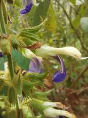 Salvia albocaerulea