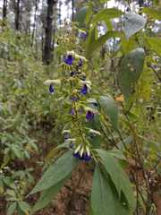 Salvia albocaerulea