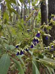 Salvia albocaerulea