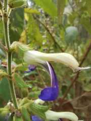 Salvia albocaerulea