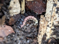 Phosphaenus hemipterus