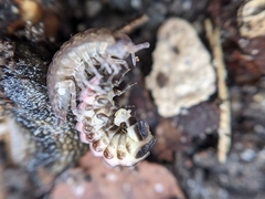 Phosphaenus hemipterus