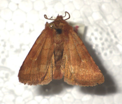 Eriopygodes imbecilla