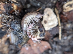 Phosphaenus hemipterus