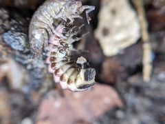 Phosphaenus hemipterus