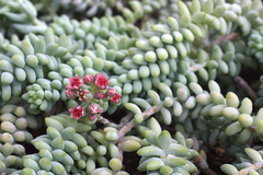 Queue D'âne (Sedum burrito)