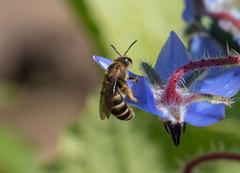 Halictus scabiosae