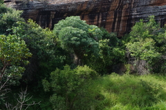 Cussonia transvaalensis