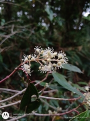 Miconia glaberrima