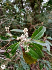 Miconia glaberrima