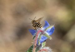 Halictus scabiosae