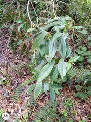 Miconia glaberrima