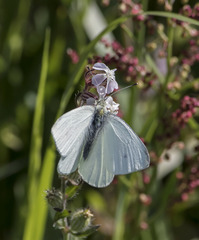 Pieris rapae