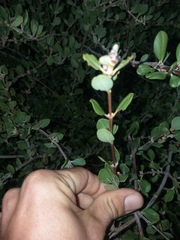 Ceanothus perplexans