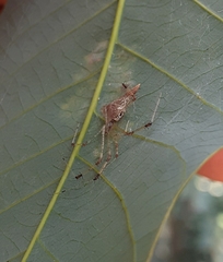 Meotipa sahyadri