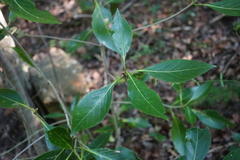 Coptosperma rhodesiacum