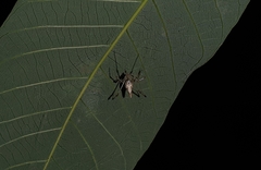 Meotipa sahyadri
