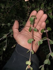 Ceanothus perplexans