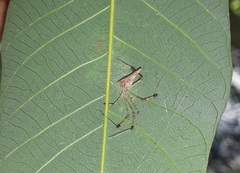Meotipa sahyadri